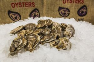 oysters