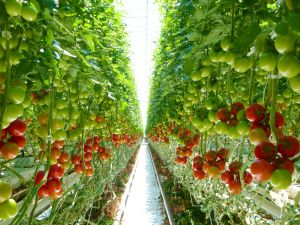 Village Farms Greenhouse